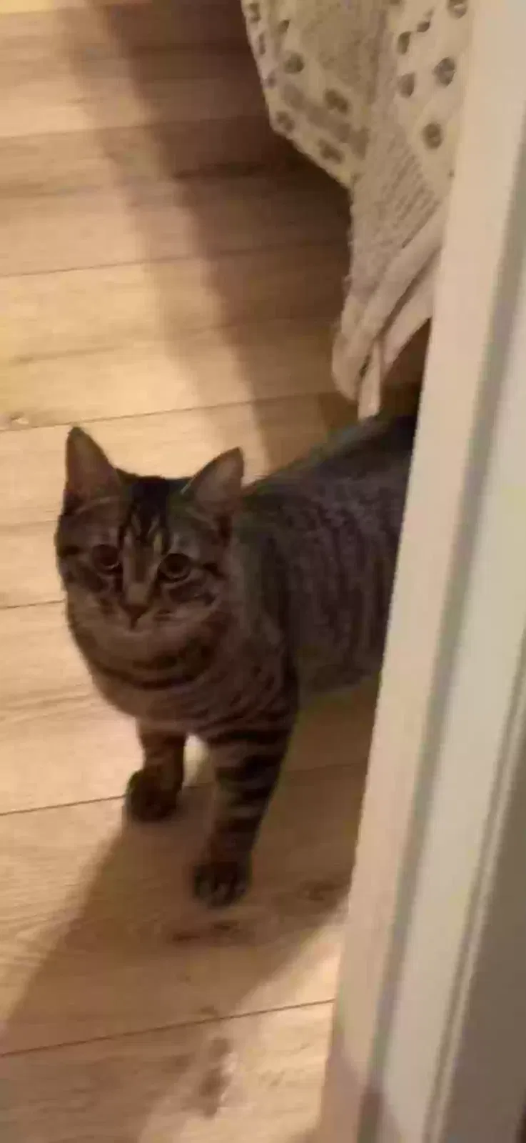 Lost cat in Santa Clarita, CA, 91350