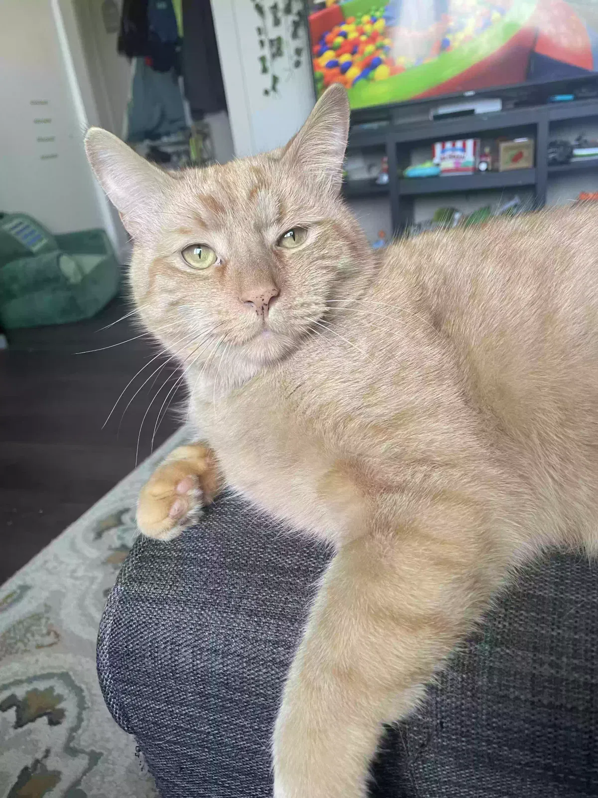 Lost cat in Elma, NY, 14059