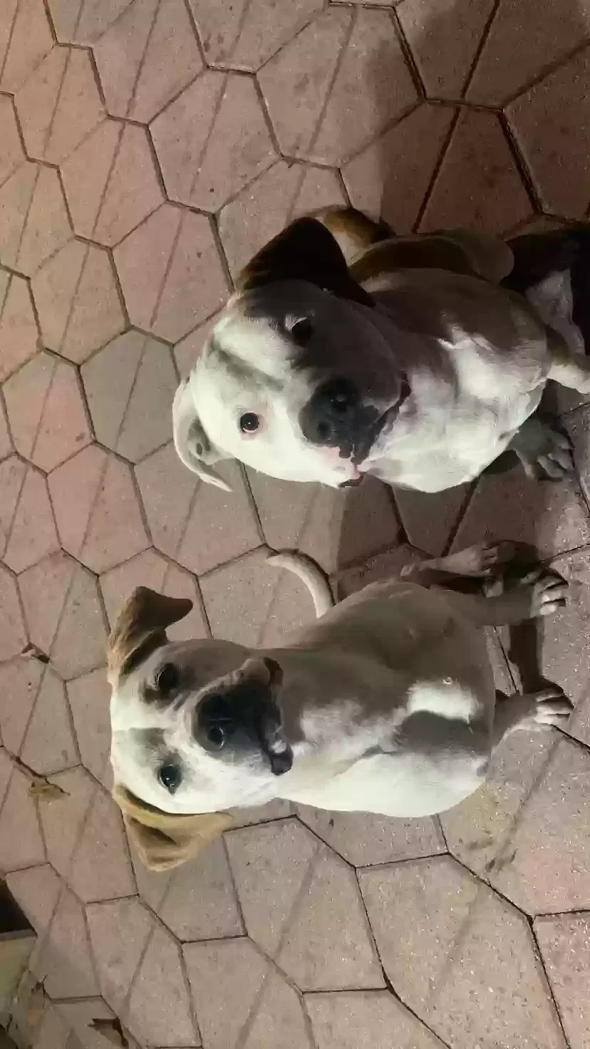 Lost dog in Deerfield Beach, FL, 33442