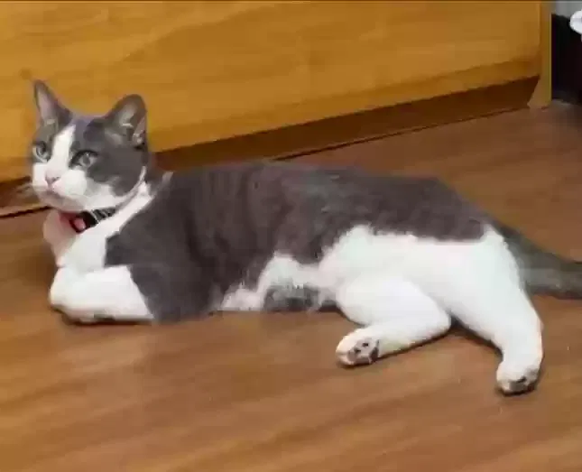 Lost cat in Berea, KY, 40404