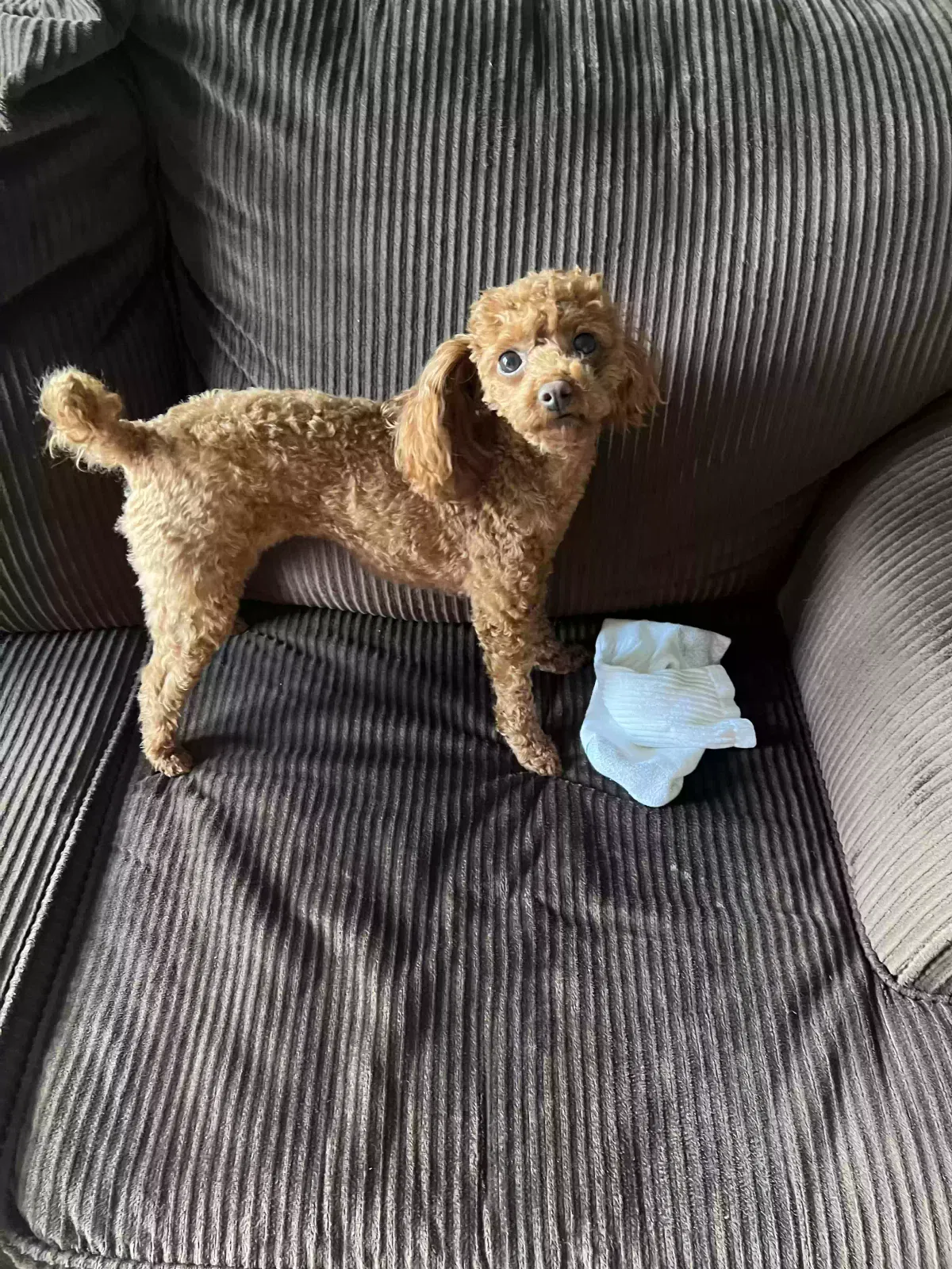 Lost dog in Houston, TX, 77041