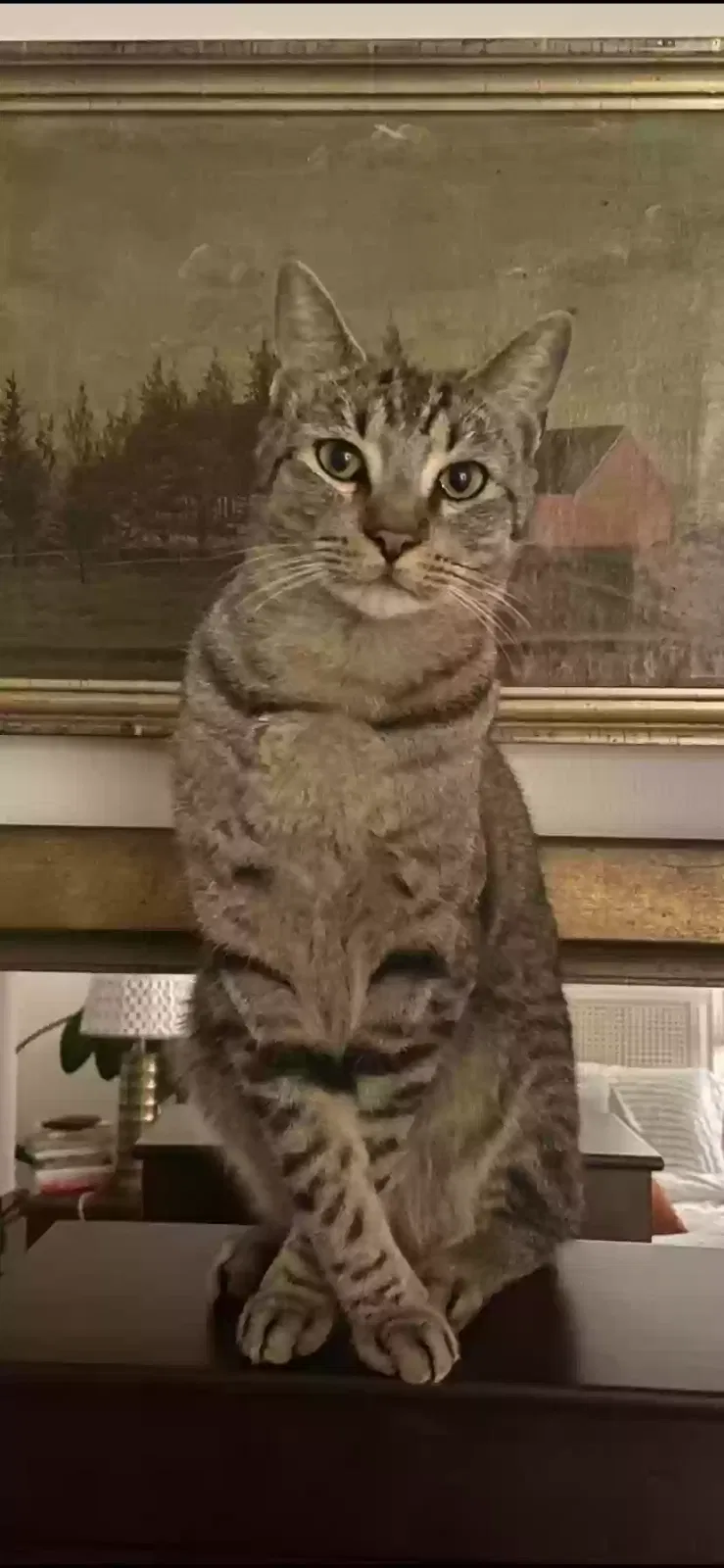 Lost cat in New Orleans, LA, 70121