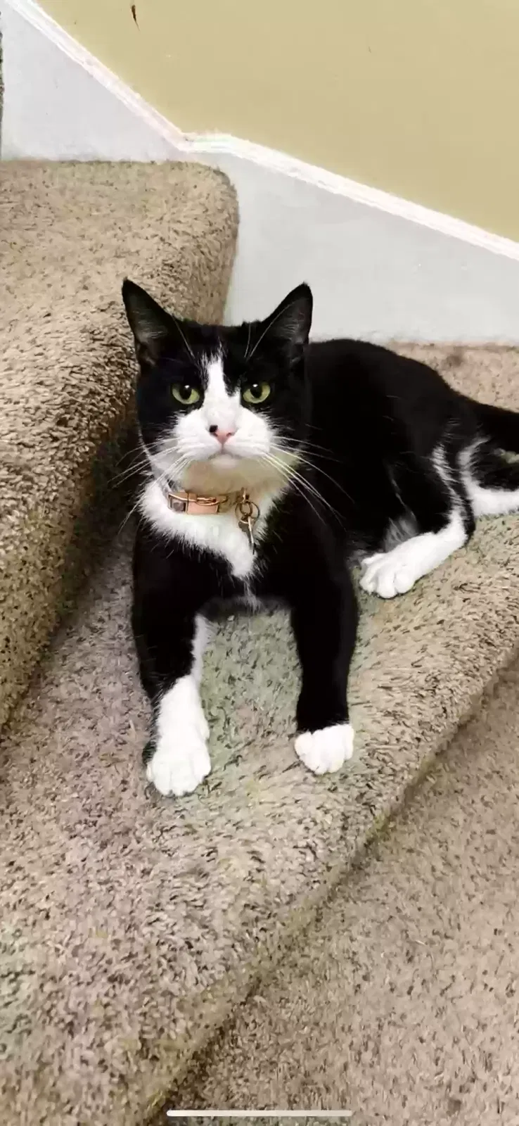 Lost cat in Saint Charles, IL, 60175