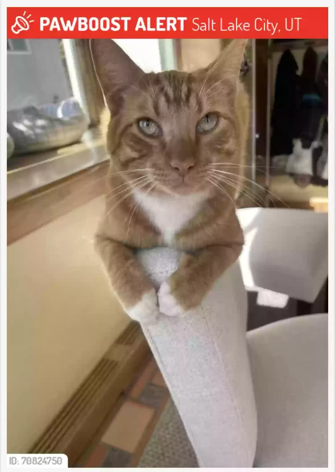 Lost cat in Salt Lake City, UT, 84105