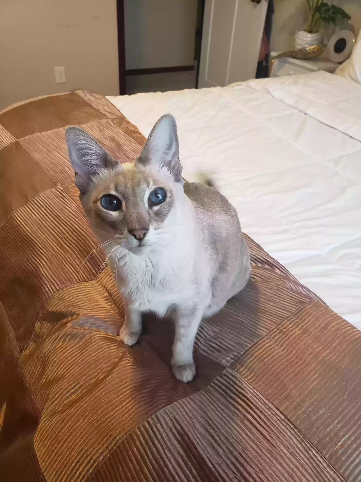 Lost cat in Young America, MN, 55397