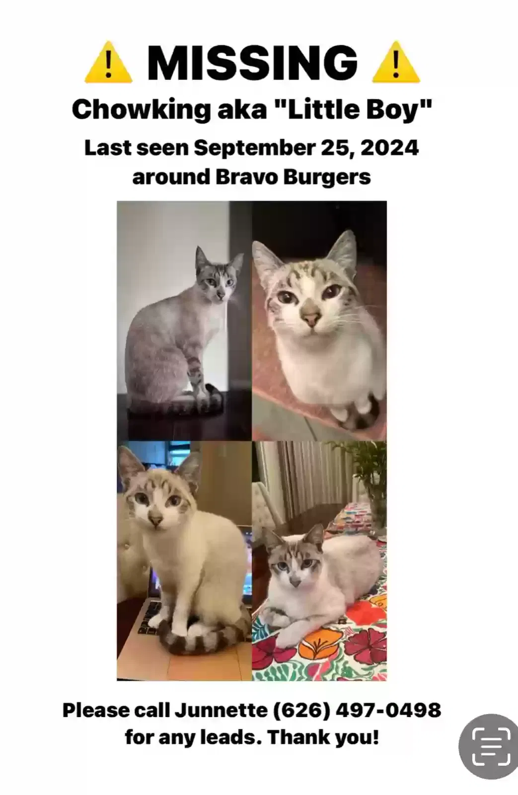 Lost cat in Pomona, CA, 91768