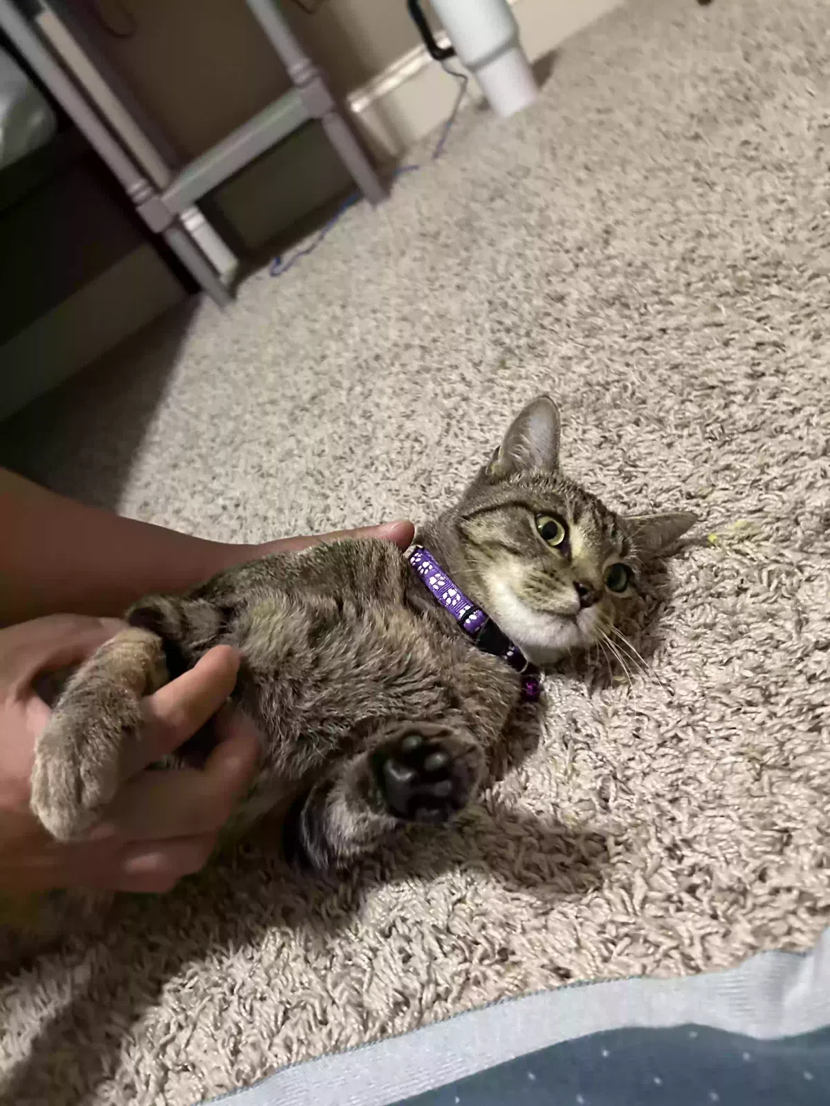 Found cat in Clarksville, TN, 37040