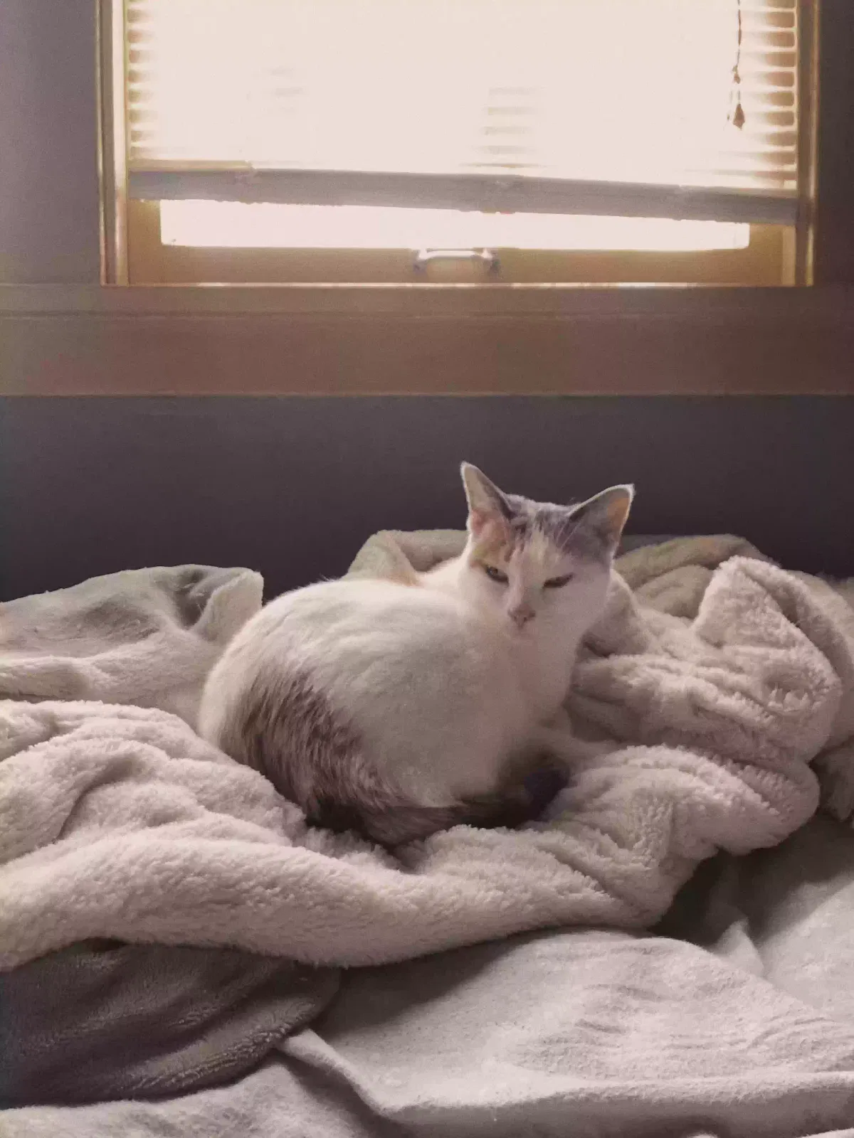 Lost cat in Westmont, IL, 60559