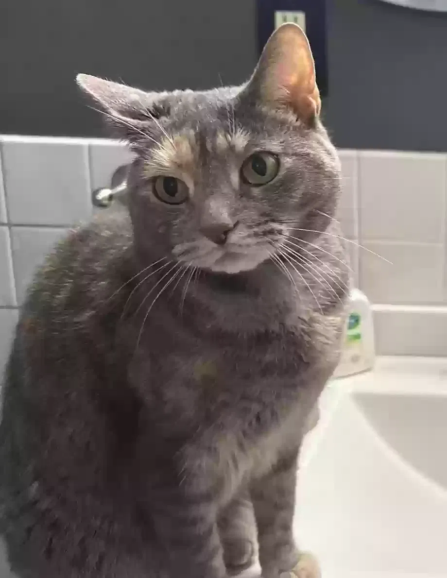 Lost cat in Sharon Hill, PA, 19079
