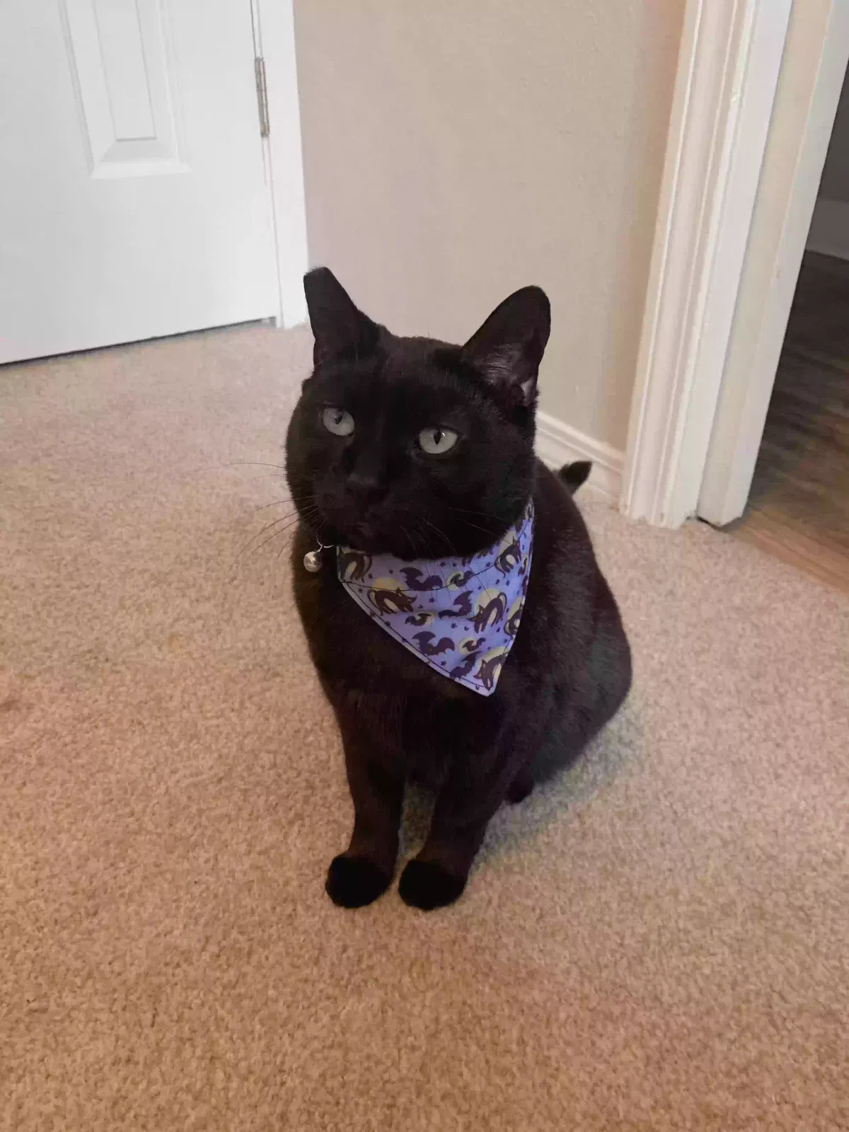 Lost cat in Wilsonville, OR, 97070