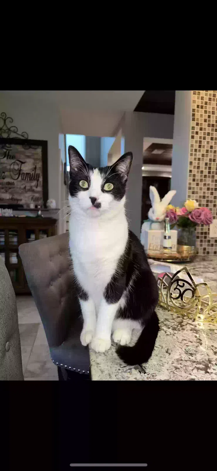 Lost cat in League City, TX, 77573