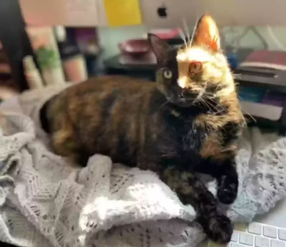 Lost cat in Charlotte, NC, 28205
