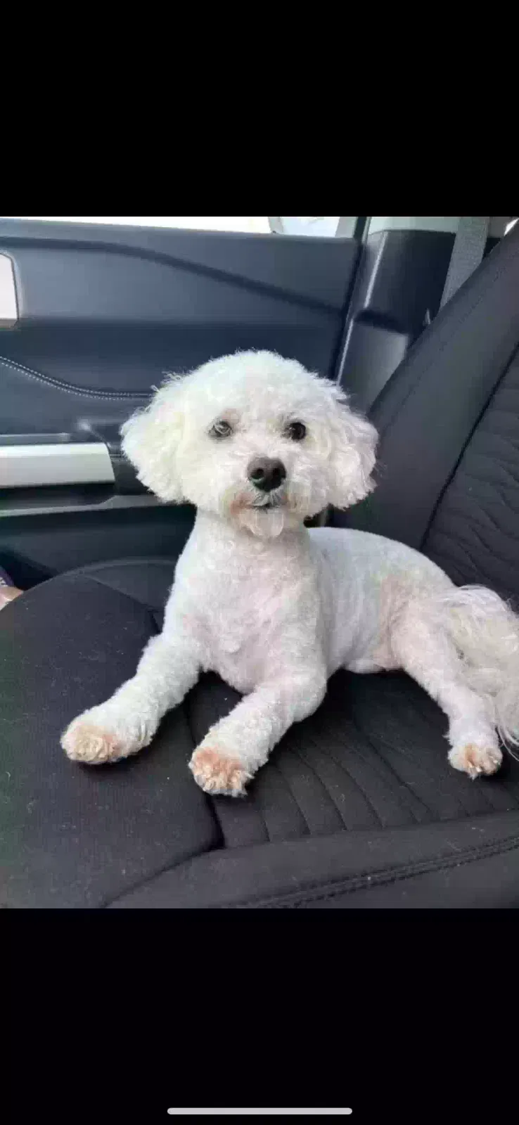 Lost dog in Foley, AL, 36535