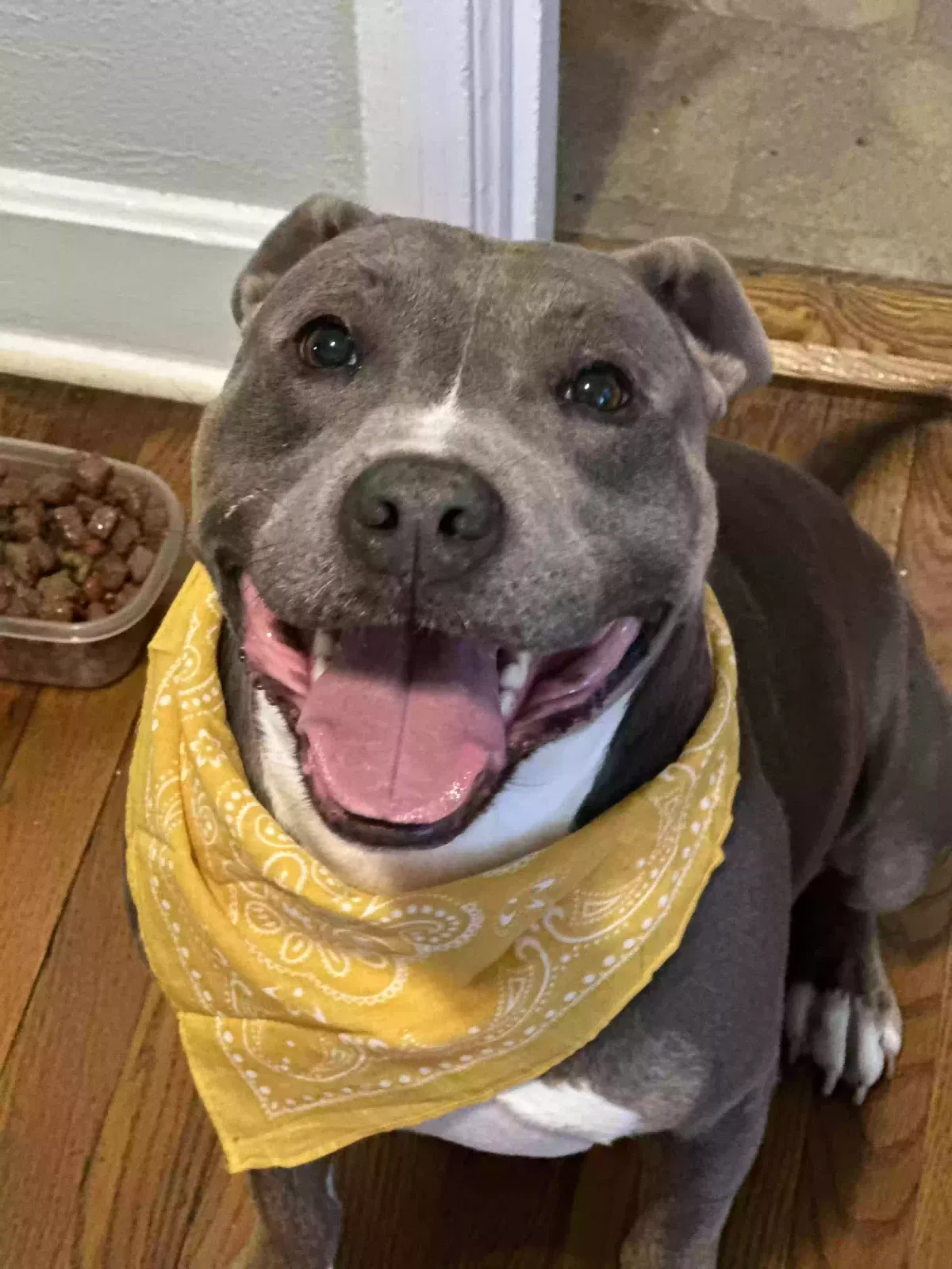 Lost dog in Chattanooga, TN, 37411