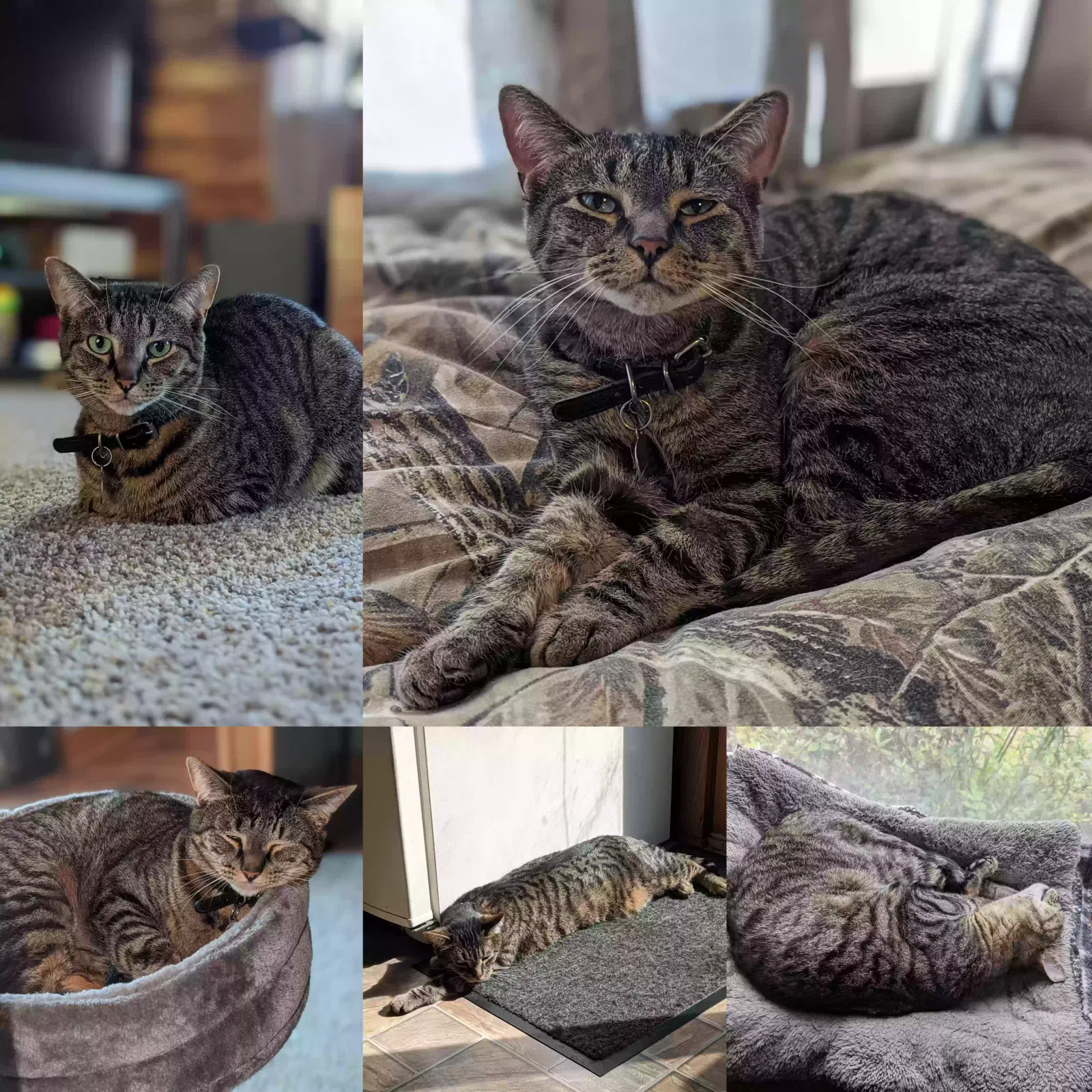 Lost cat in Barberton, OH, 44203