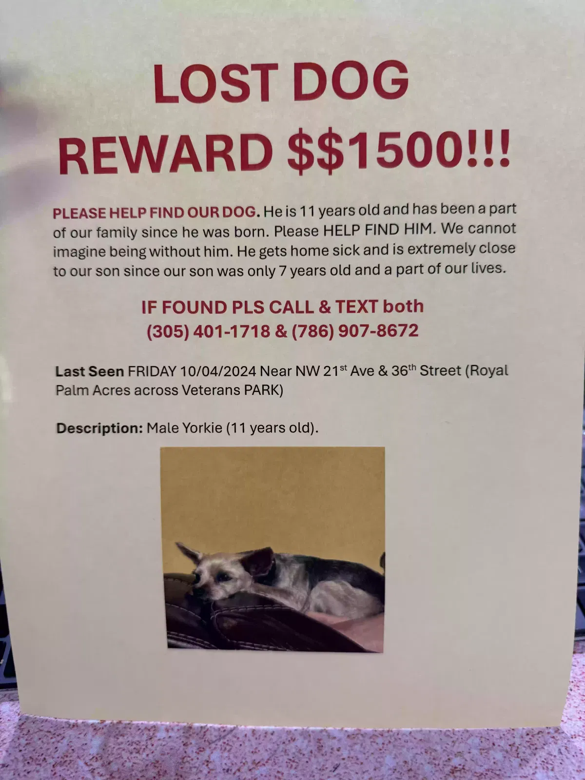 Lost dog in Fort Lauderdale, FL, 33309