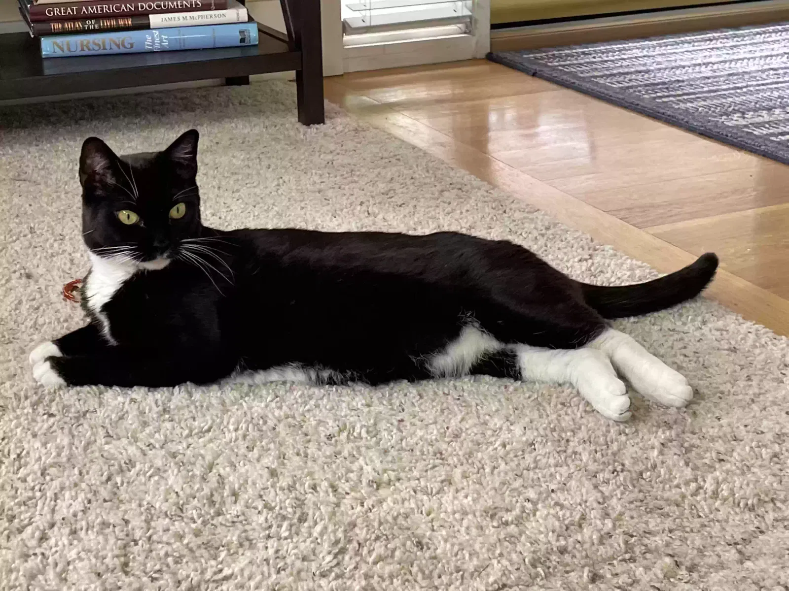 Lost cat in Loveland, CO, 80538