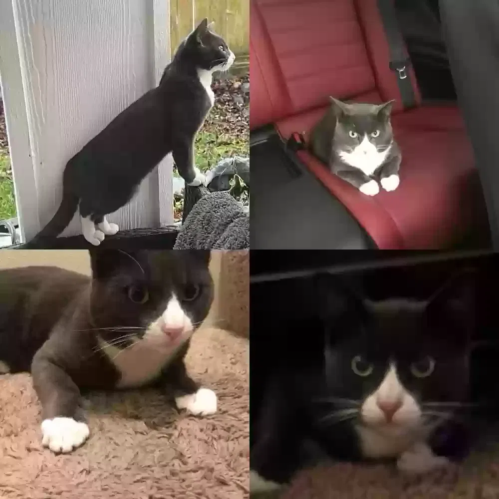Lost cat in Auburn, WA, 98001