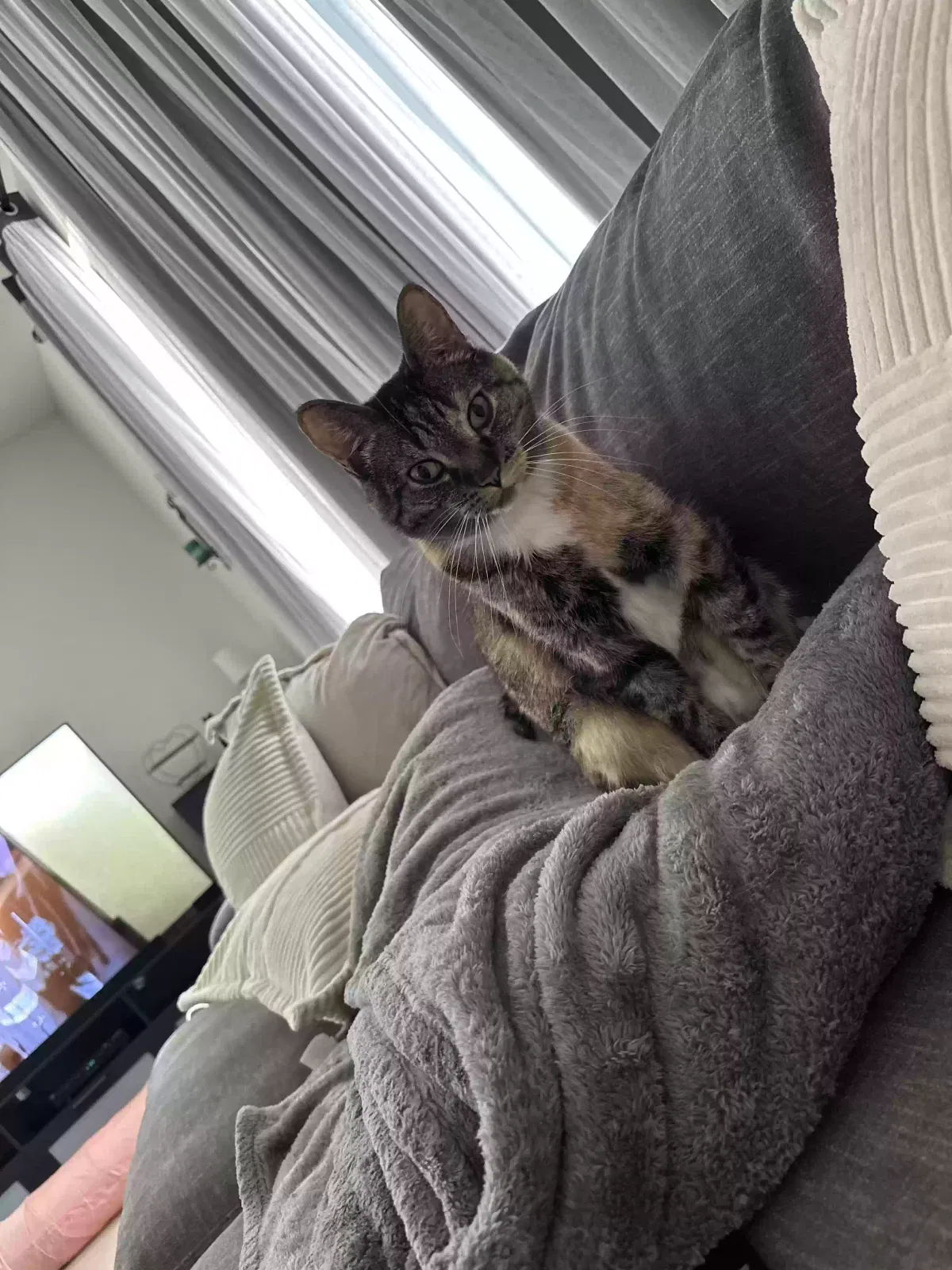 Lost cat in Wesley Chapel, FL, 33543