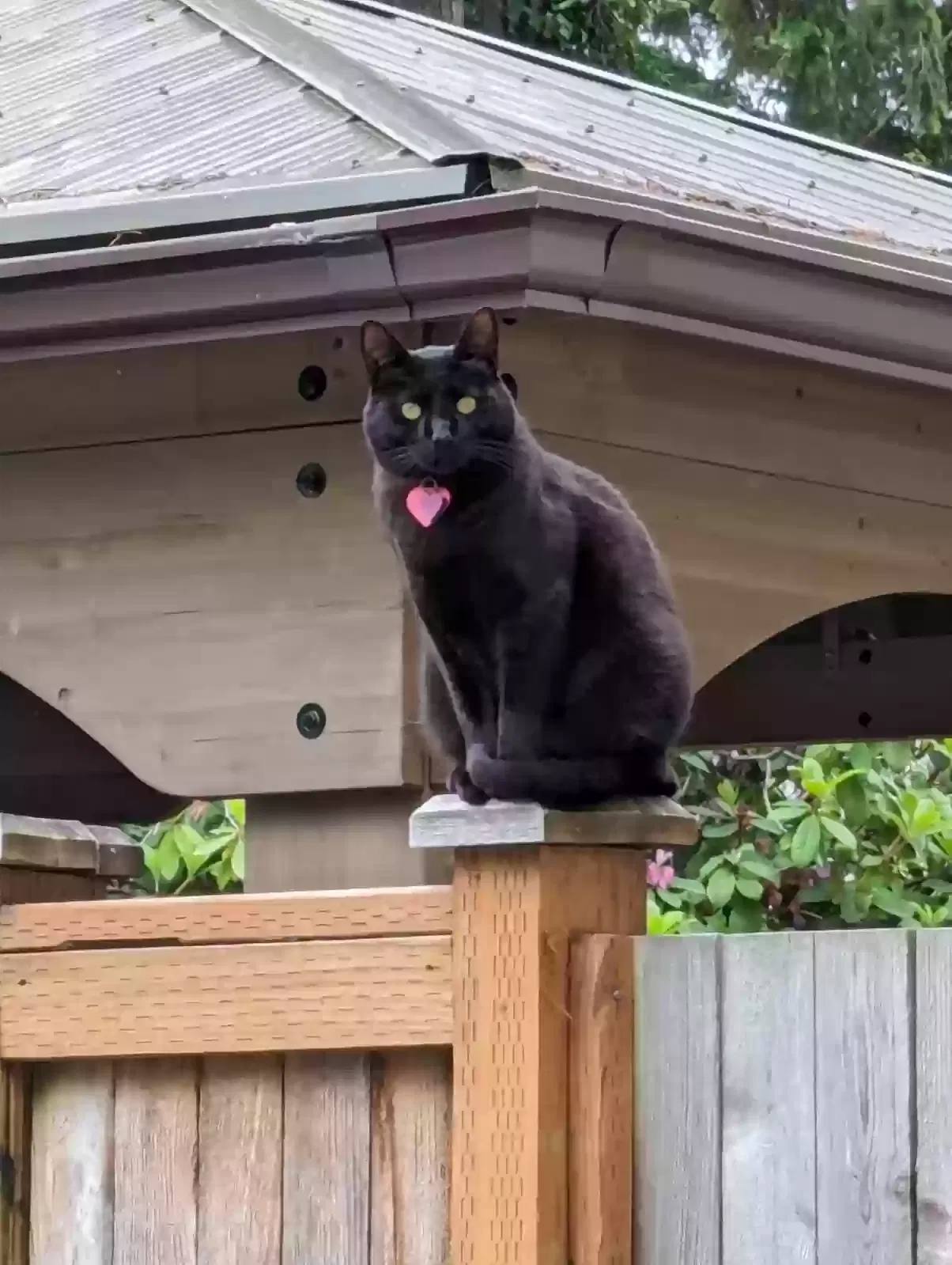 Lost cat in Bothell, WA, 98012