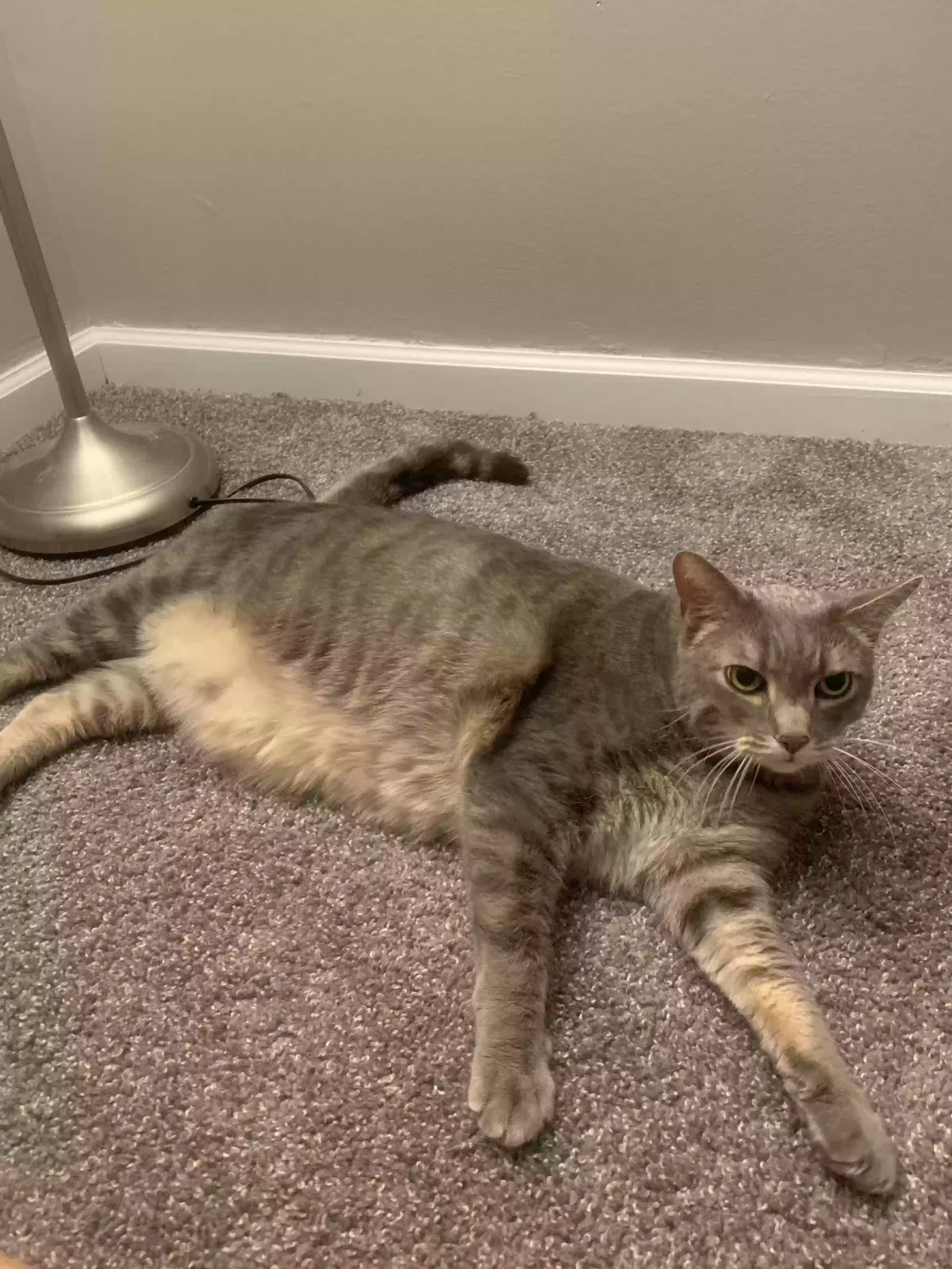 Lost cat in Ann Arbor, MI, 48104