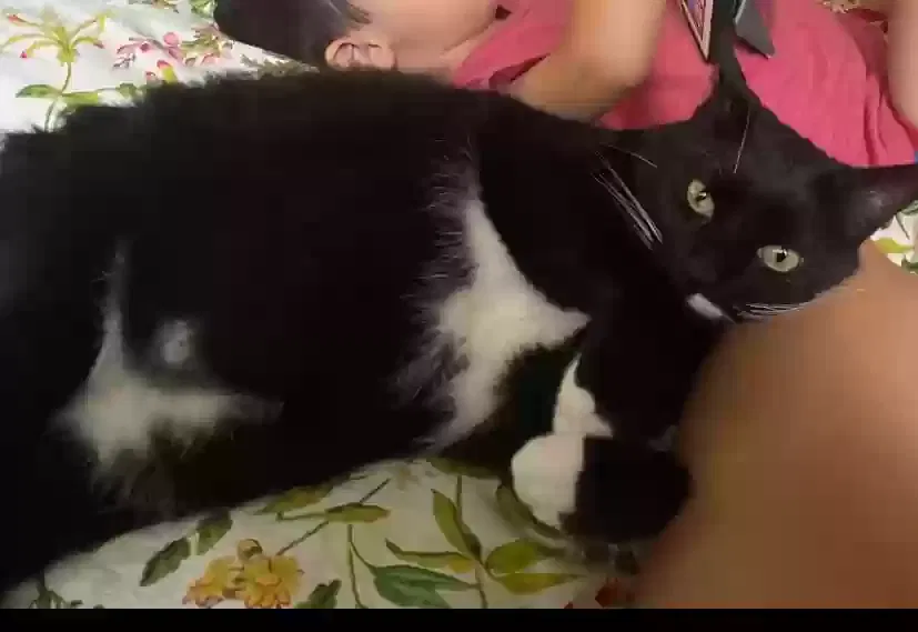 Lost cat in Dawsonville, GA, 30534