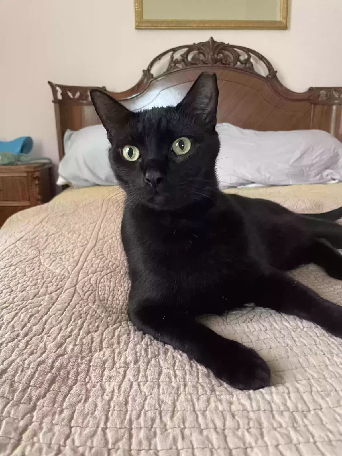 Lost cat in Homestead, FL, 33031