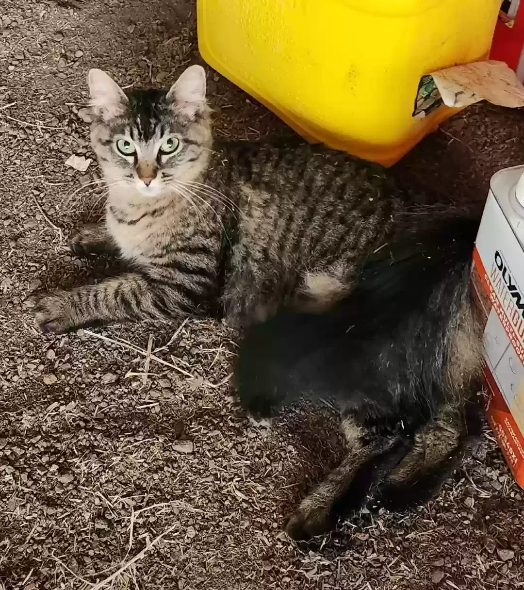 Lost cat in Littleton, CO, 80125