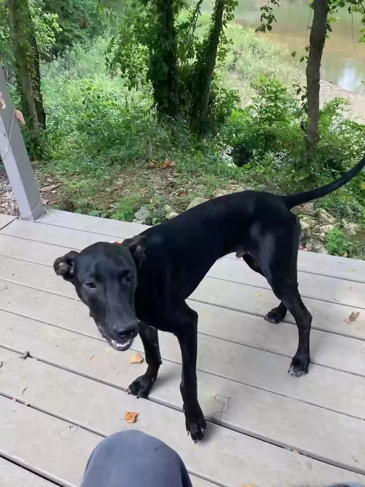 Lost dog in Park Hills, MO, 63601