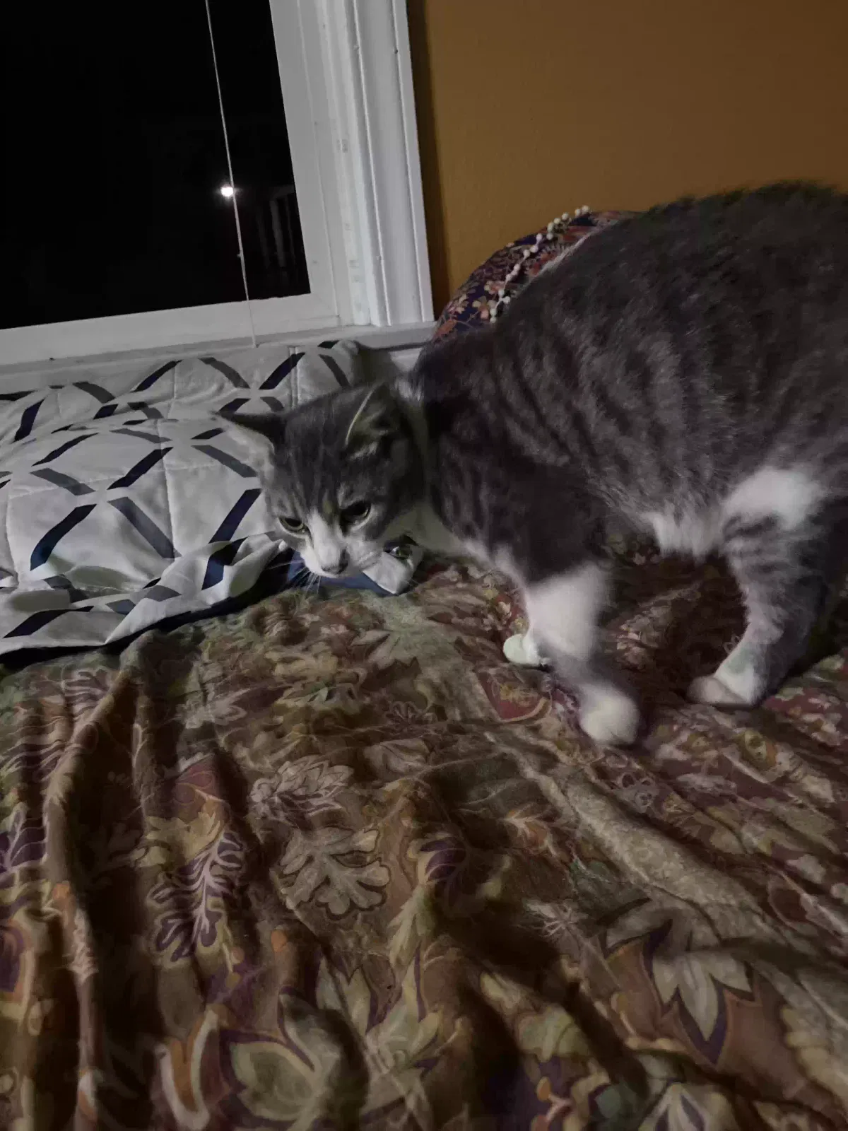 Found cat in Dallas, OR, 97338