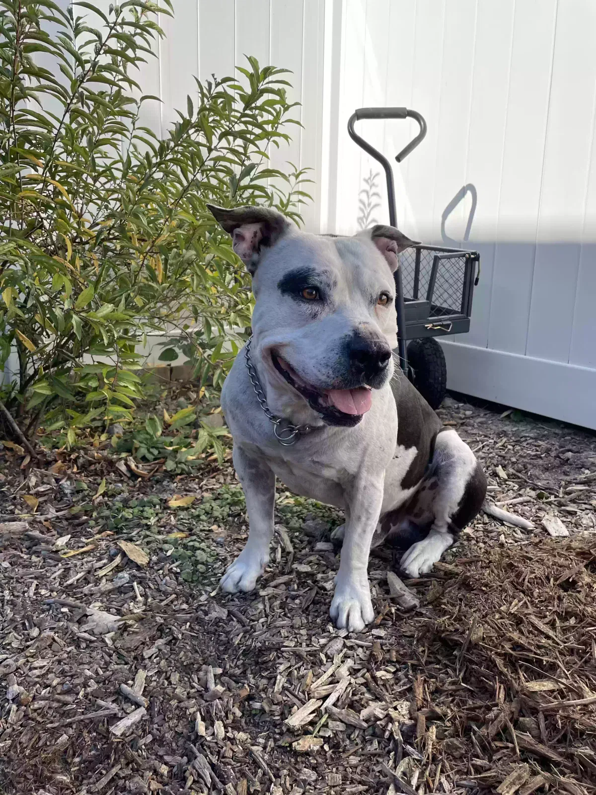 Found dog in Detroit, MI, 48206
