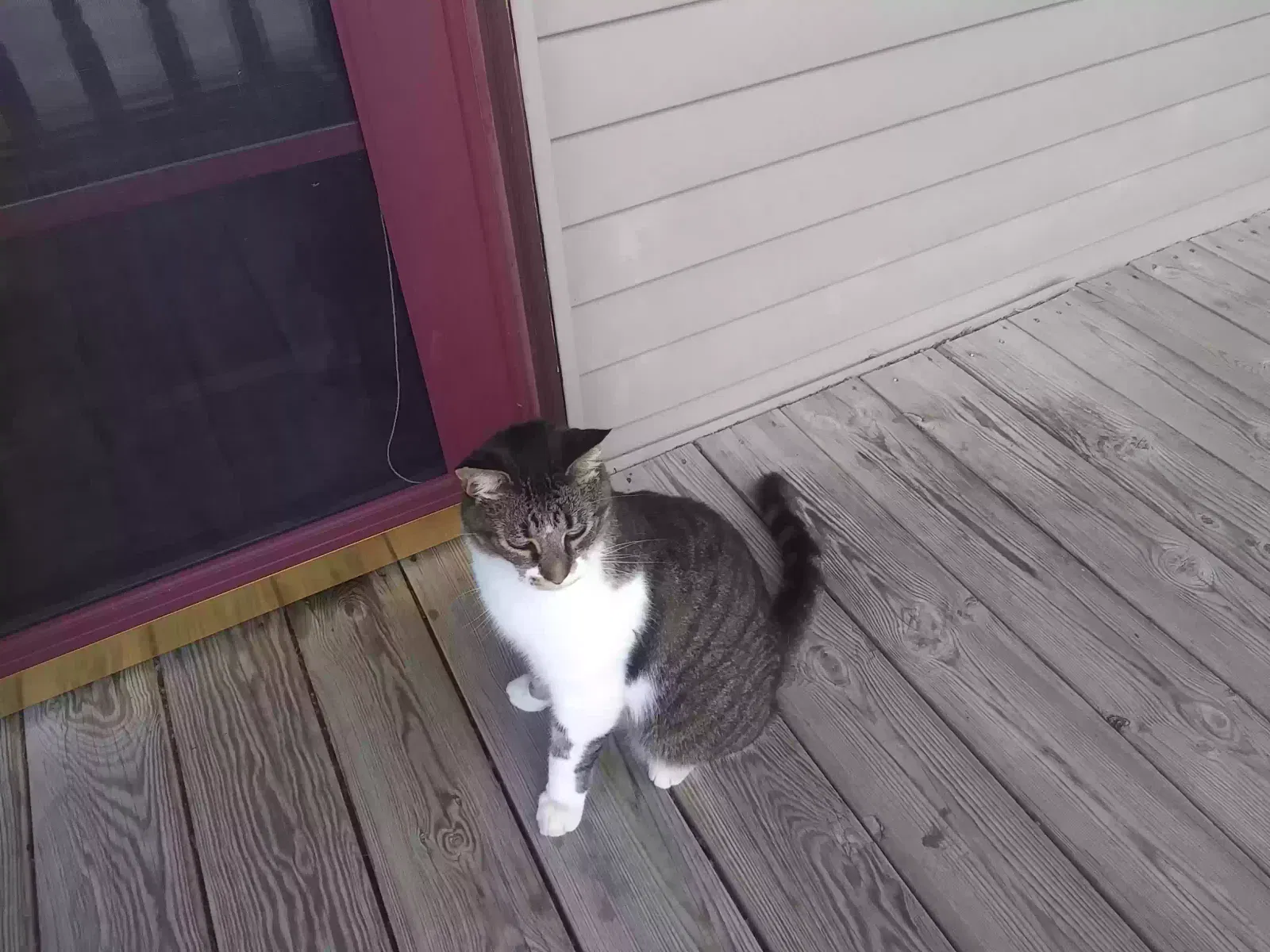 Found cat in Bay City, MI, 48708
