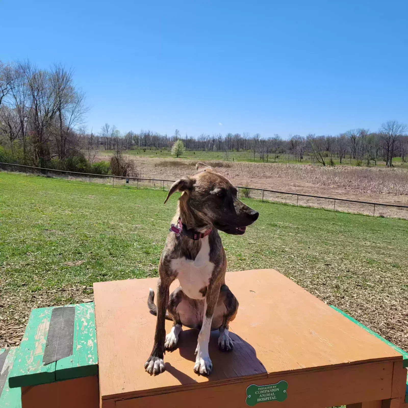 Lost dog in Flint, MI, 48504