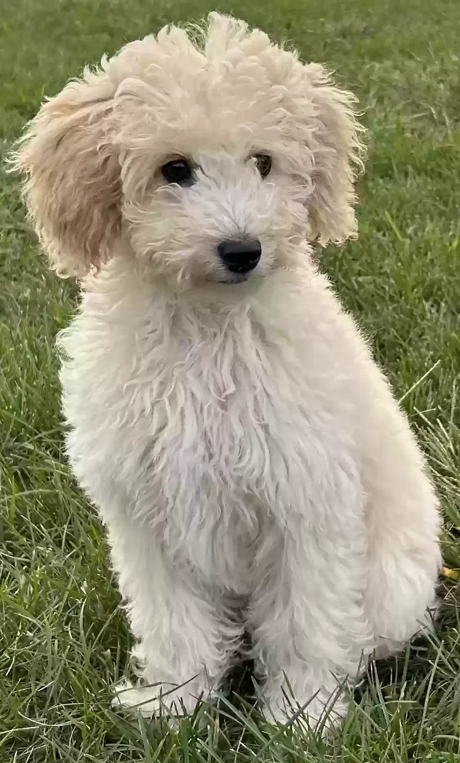 Lost dog in Bensalem, PA, 19020