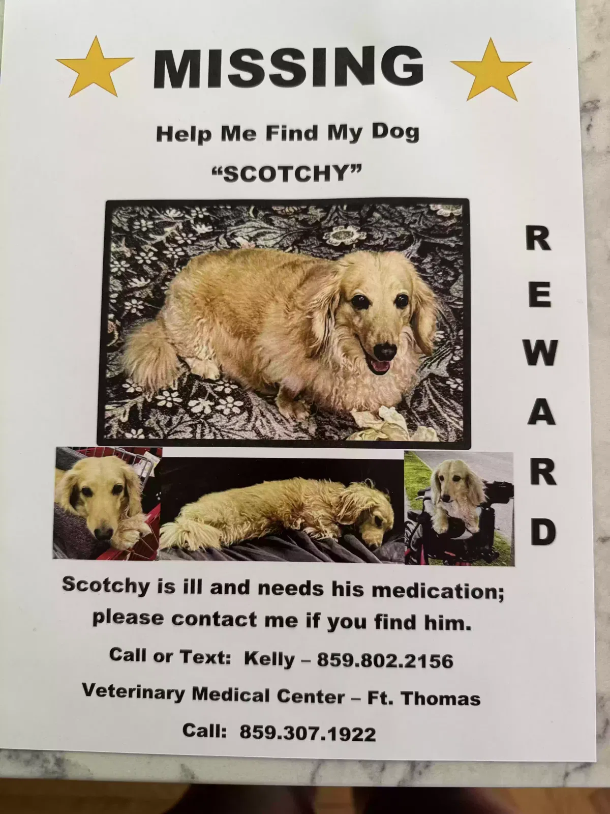 Lost dog in Fort Thomas, KY, 41075