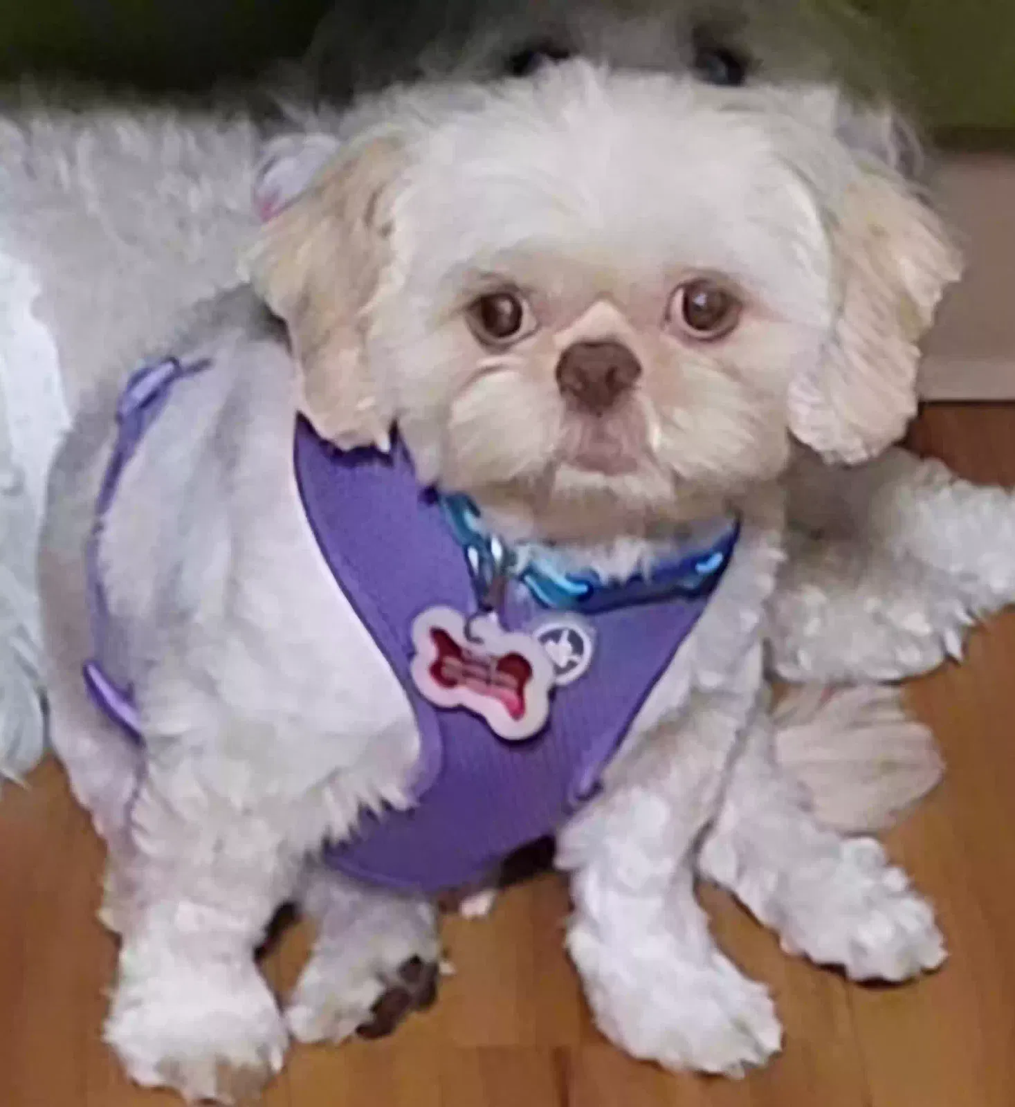Lost dog in Santa Fe, NM, 87506