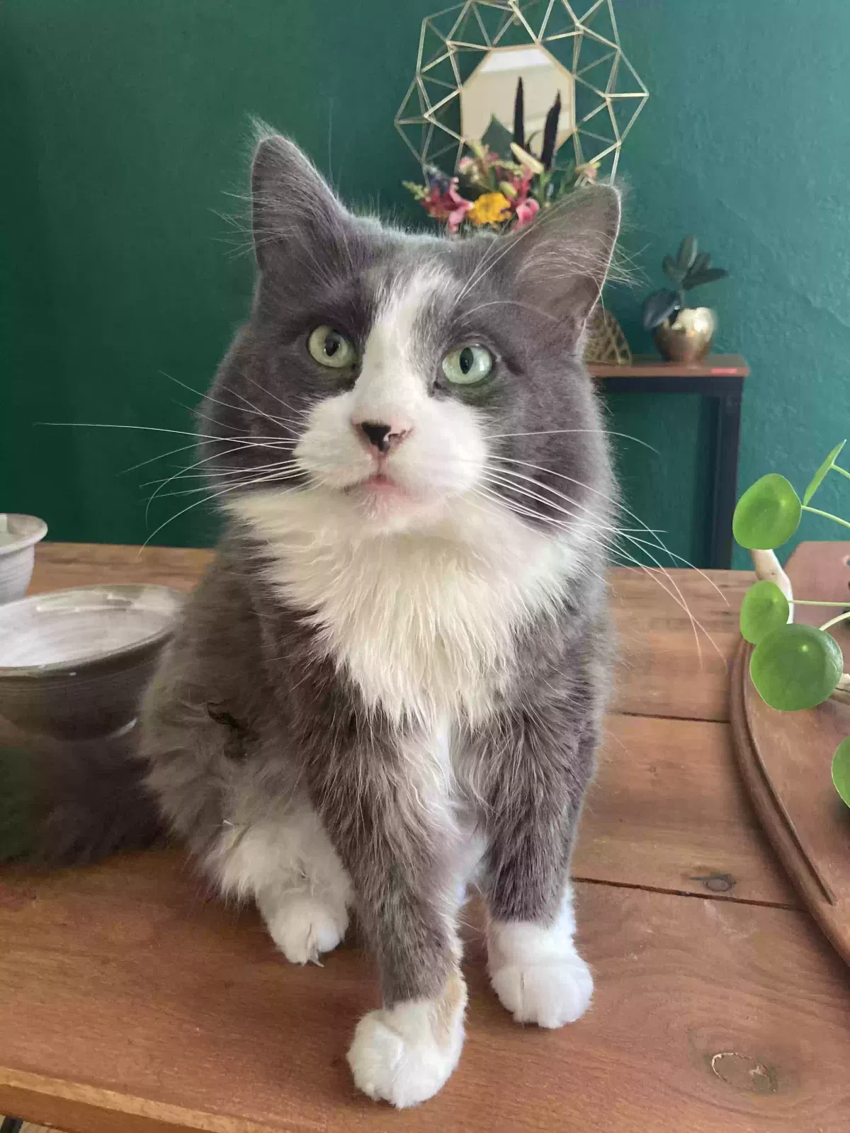 Lost cat in Sturgeon Bay, WI, 54235