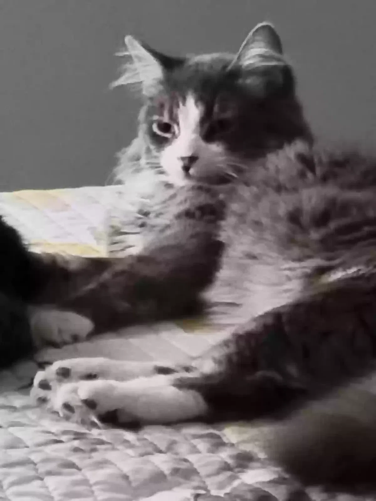Lost cat in Lees Summit, MO, 64086