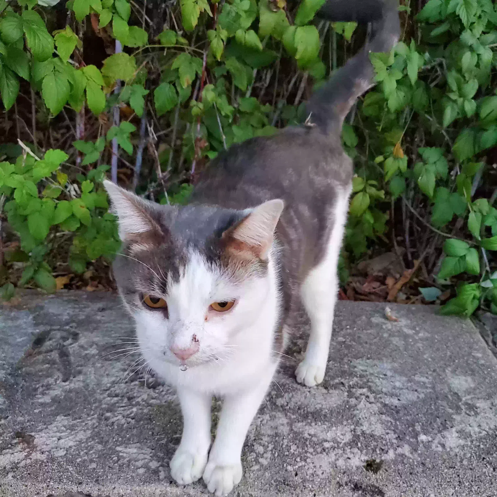 Found cat in South Milwaukee, WI, 53172