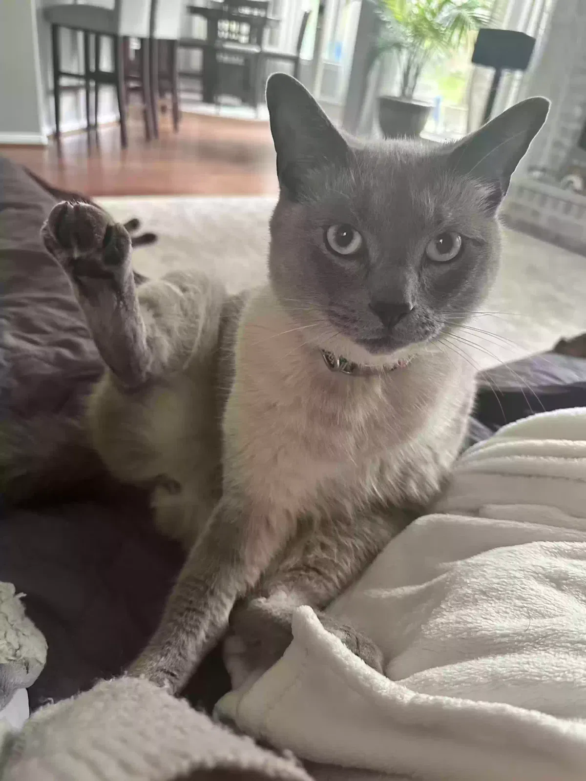 Lost cat in Spring, TX, 77382