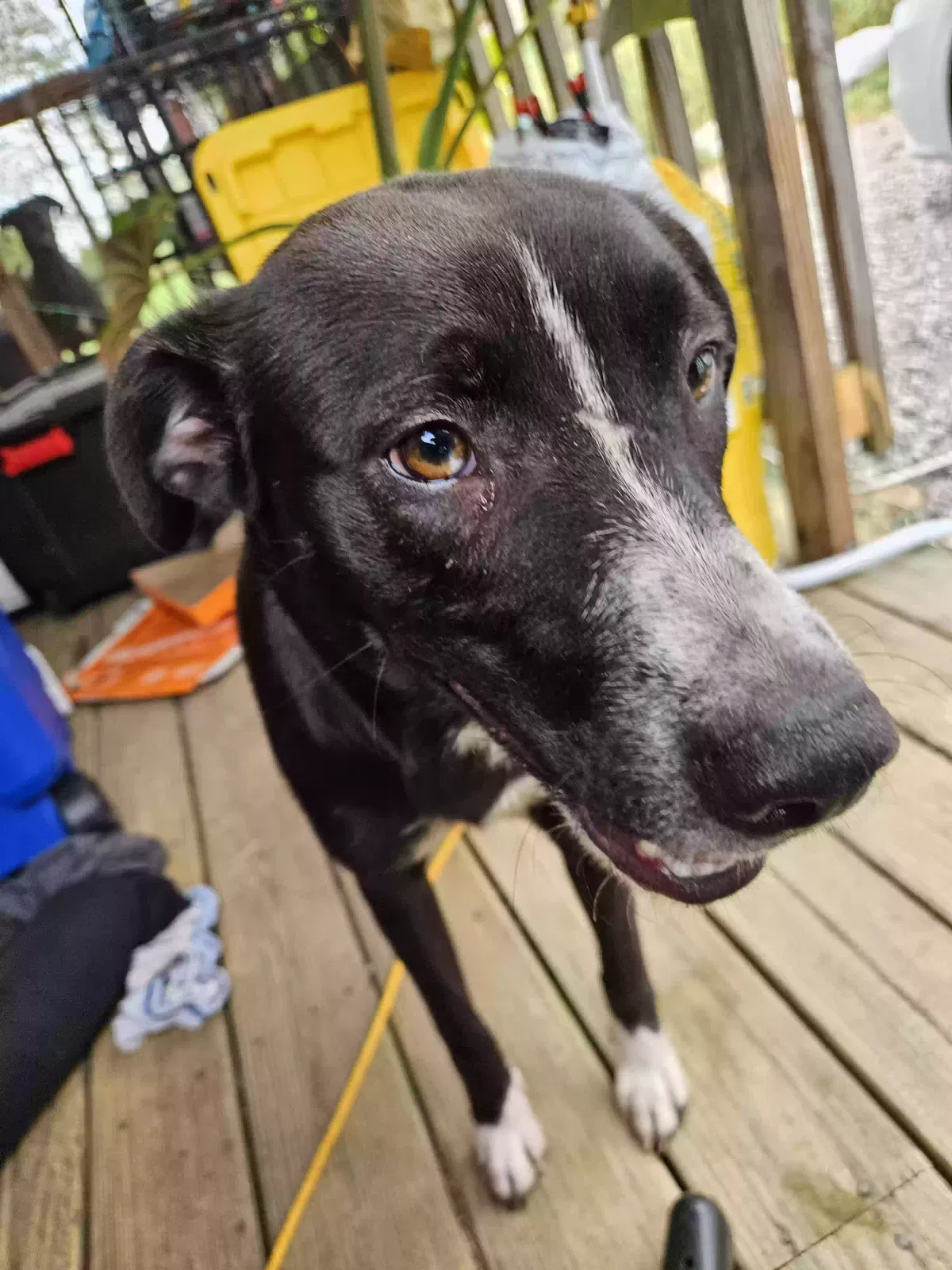 Found dog in Guntersville, AL, 35976