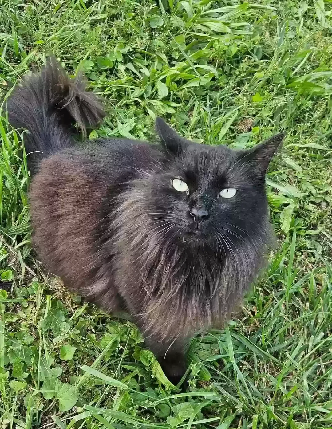 Lost cat in Guntersville, AL, 35976