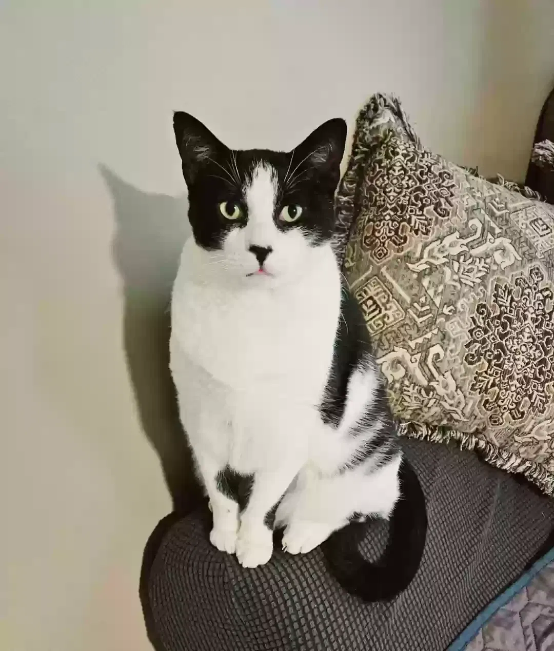 Lost cat in Guntersville, AL, 35976