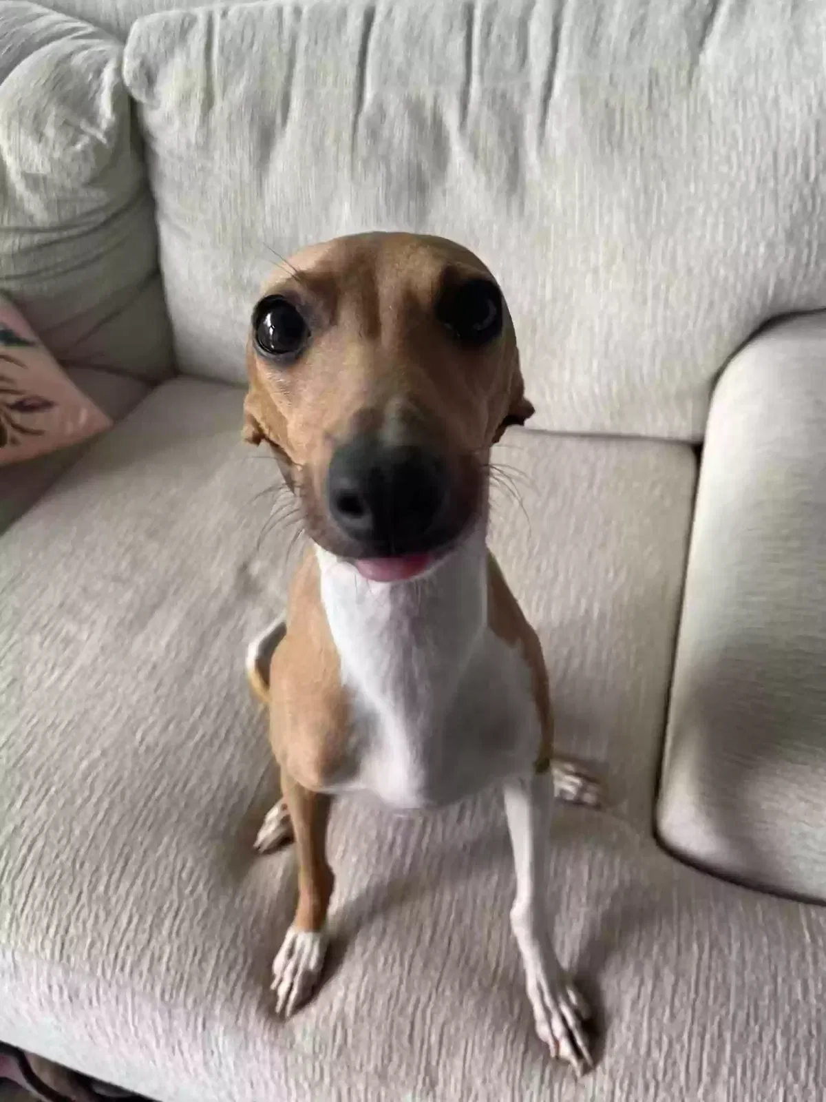 Lost dog in Rock Hill, SC, 29730