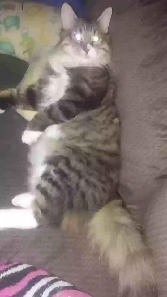 Lost cat in Amarillo, TX, 79108