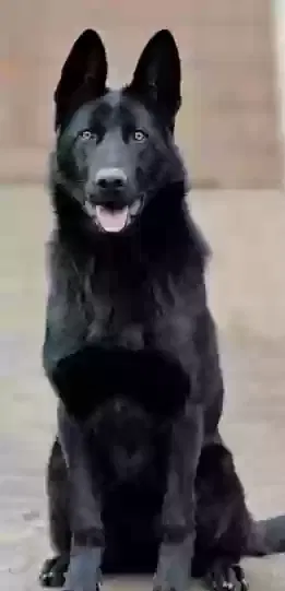 Found dog in Council Bluffs, IA, 51501