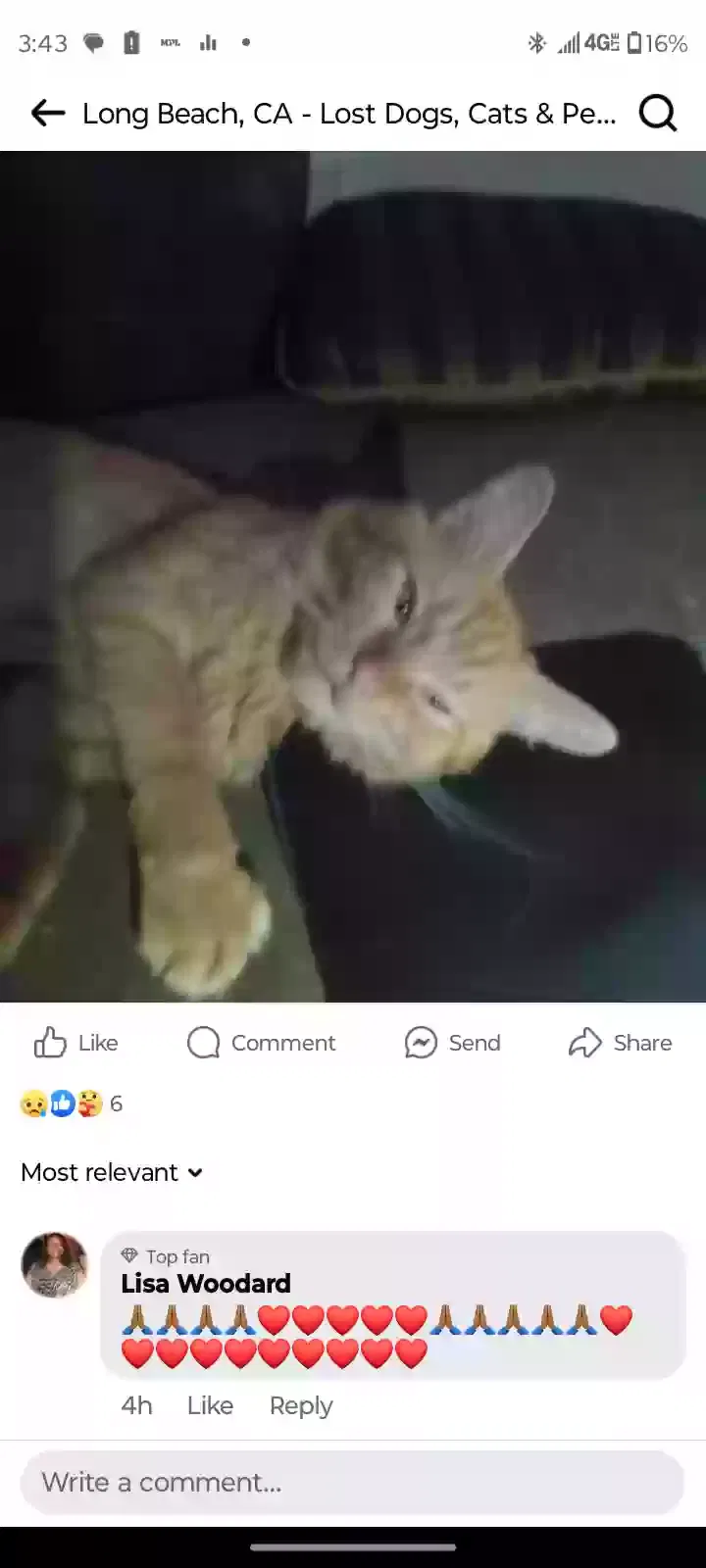 Lost cat in Long Beach, CA, 90804