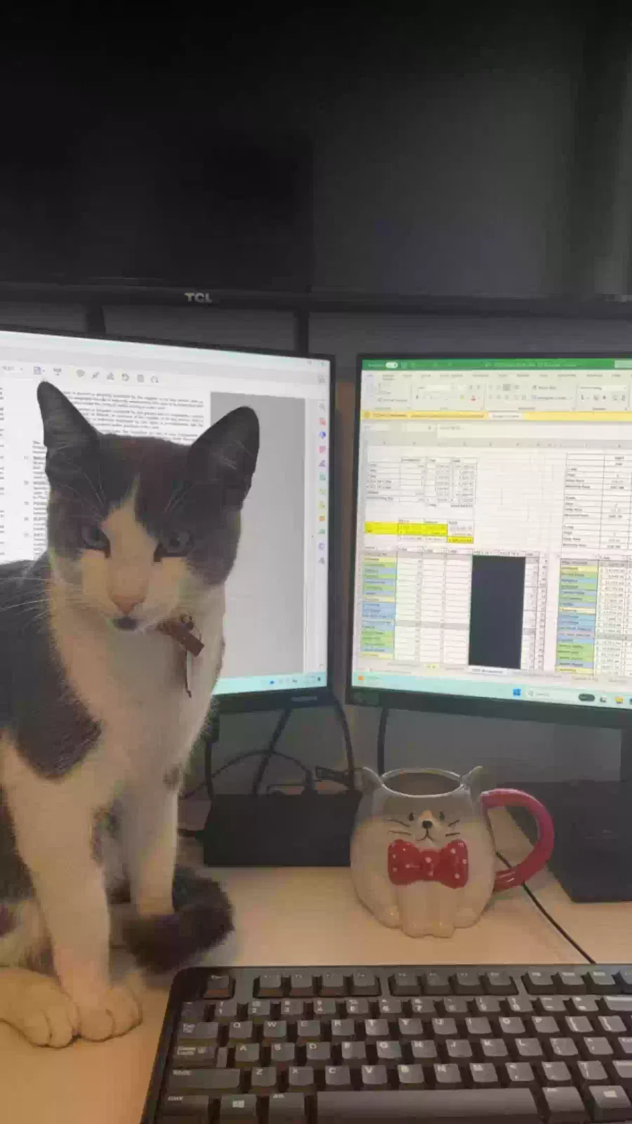 Lost cat in San Juan Capistrano, CA, 92675