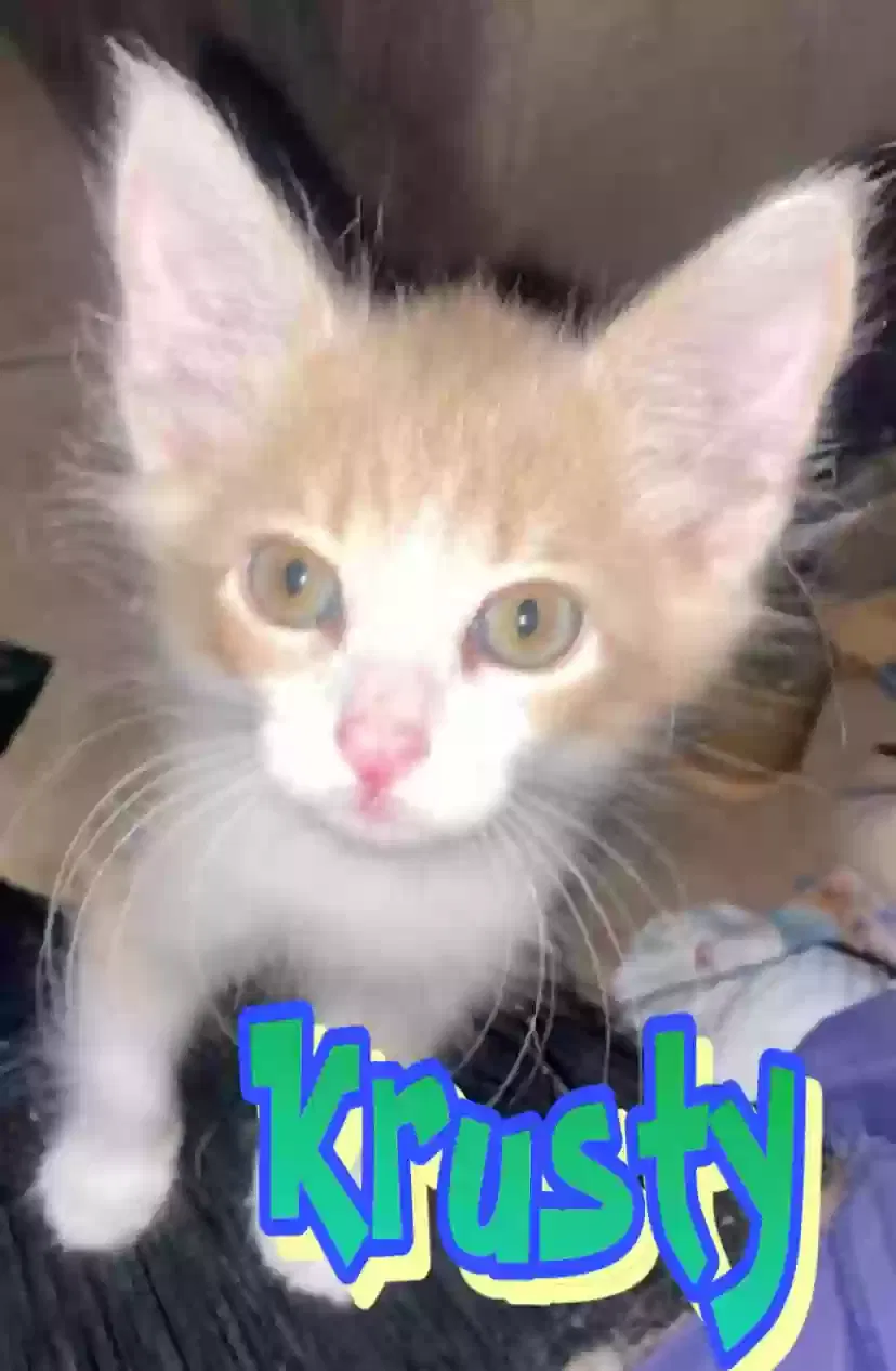 Lost cat in Peoria, AZ, 85345