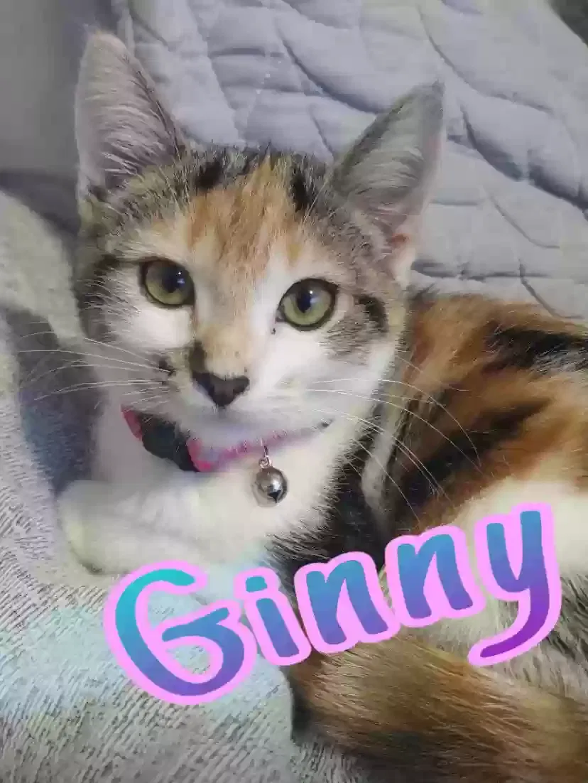 Lost cat in Peoria, AZ, 85345